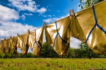 Gold pants on washing line